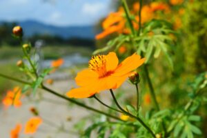 北山エリアで癒し散策スポットを巡ってみよう